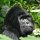 El ecoturismo: un salvavidas para los gorilas de montaña