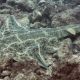 Want to dive in the Canary Islands? This is a great place to see the angelsharks